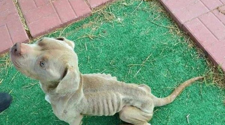 比特犬米克斯被关狗笼 饿到皮包骨幸得及时救援