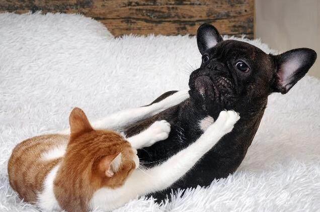 为什么“猫狗大战”总是猫赢?网友:因为狗赢了,猫就没命了