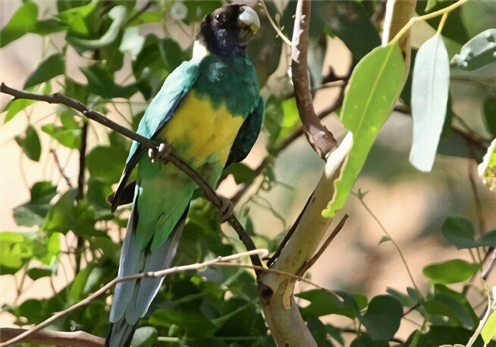 林肯港鹦鹉身份信息