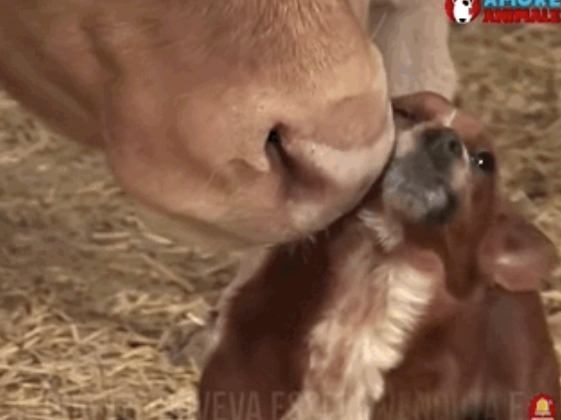 动物间的感情|牛妈妈要被卖掉后,狗子眼里满是泪水