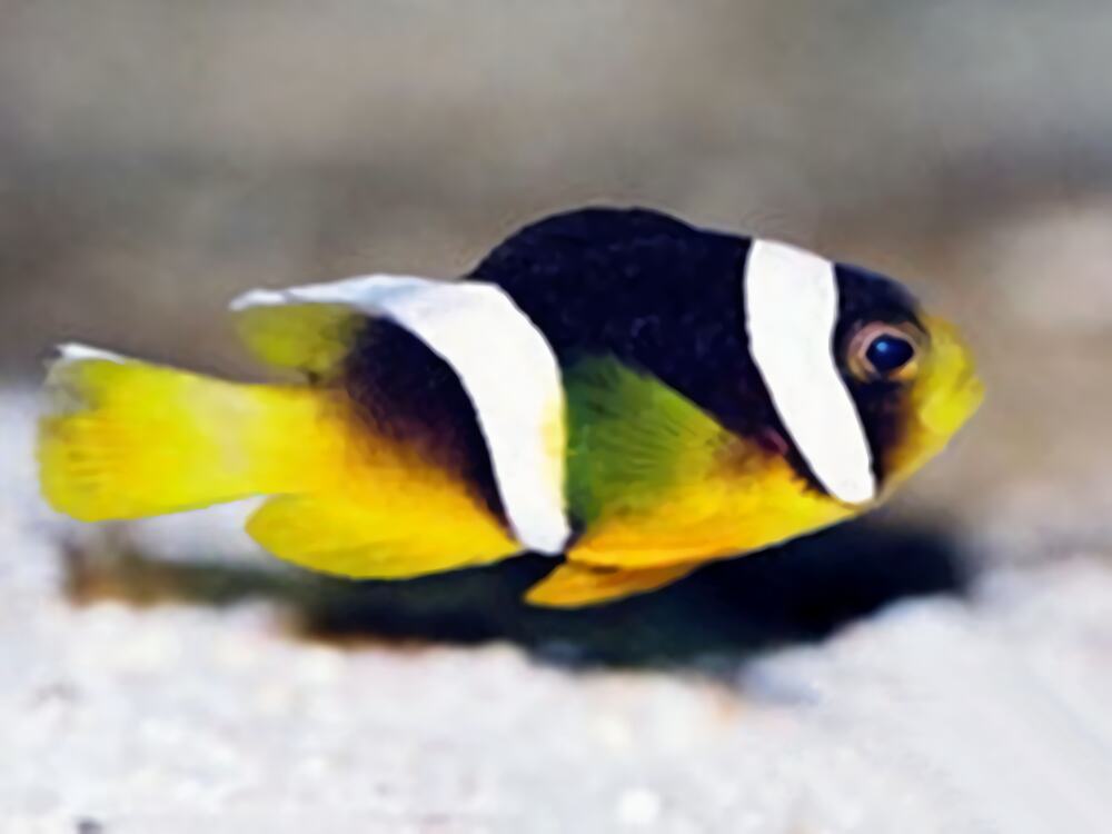 黑双带小丑身份信息