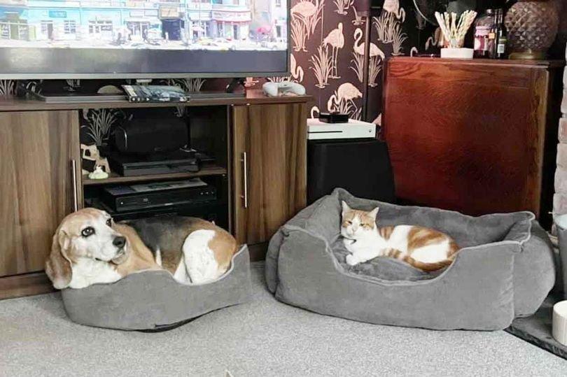 猫占狗床,贪婪的猫偷走善良的小猎犬的床,这都是爱啊