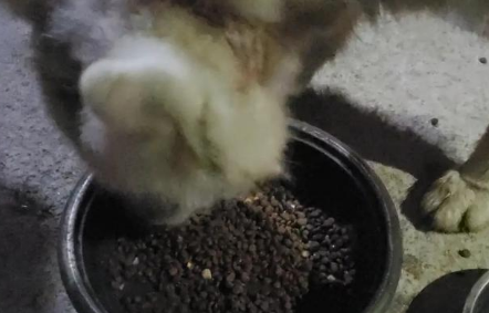 平时随手喂养过的流浪狗,今天豁出性命帮我脱困!