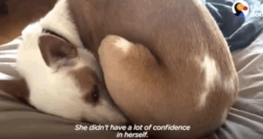 原来狗子也爱冒险，狗子刚到家时胆小如鼠，没多久就开始...