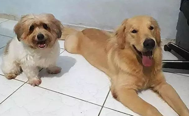 金毛智商高偷爆米花？仅因幼狗贪吃，狗狗挑选用借口蒙骗铲屎官