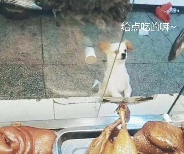 小狗偷吃却不逃,在店门口徘徊,老板:抓了看门还债!