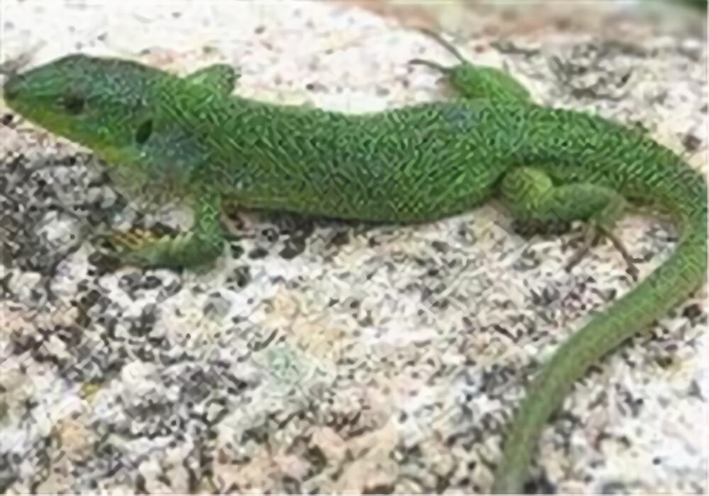 翡翠蜥身份信息