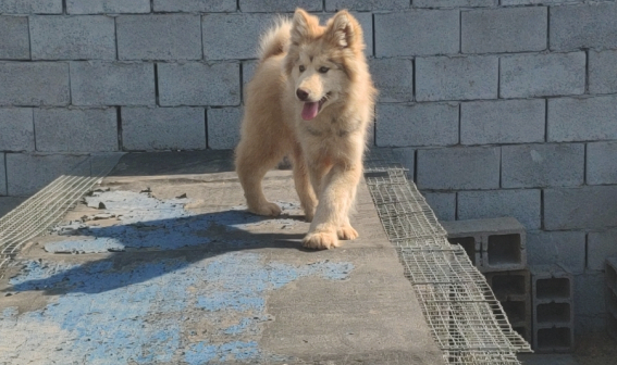 阿拉斯加犬见到主人给了块骨头,它回来看过一眼,立即踢飞了