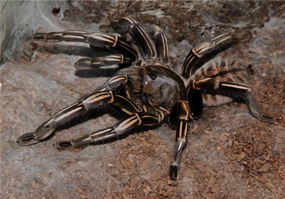 泰国斑马脚身份信息