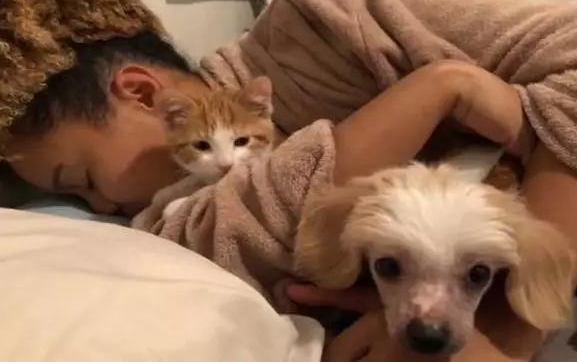 男子暂时收养流浪橘猫,不料橘猫成功讨好家里猫狗:留下它