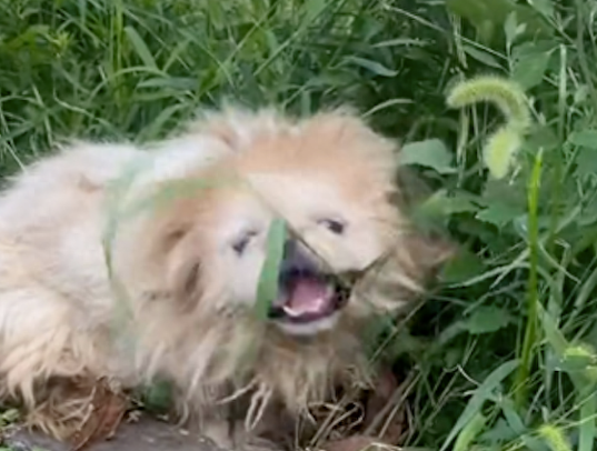 京巴犬的求生之路,用两条腿爬行啃食路边草,遇上好心人终被救!