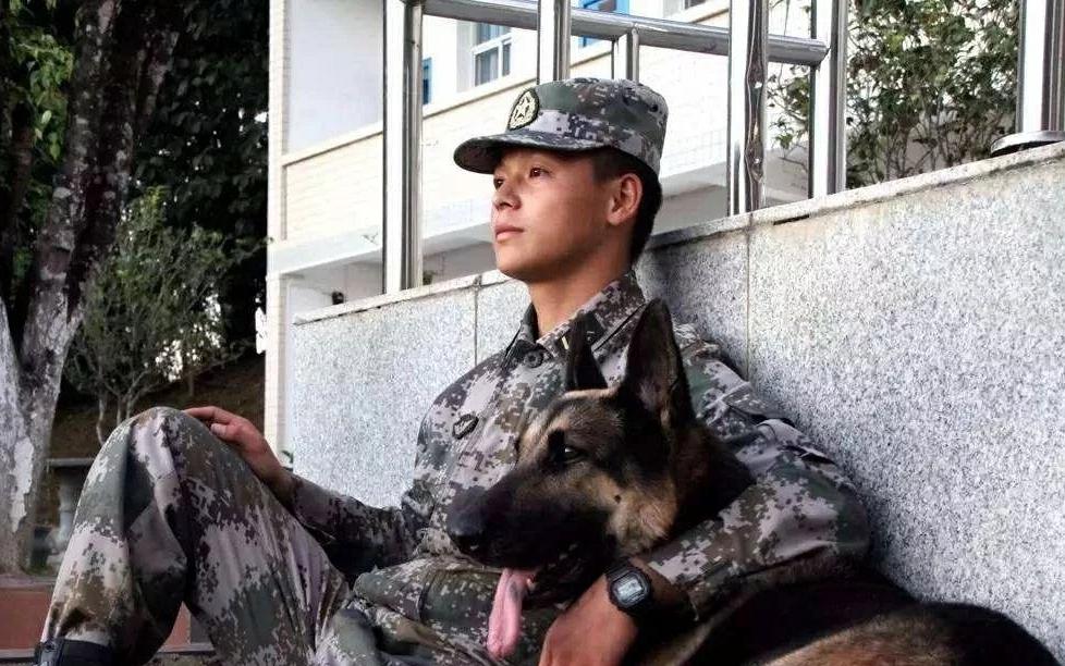 退役军犬大街上挣脱绳索,咬死路人!调查结果令人落泪