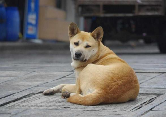 狗狗追着新娘的车跑十几公里,新郎估计都没有这样的毅力!