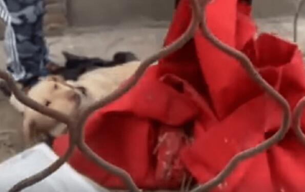 被其它狗狗咬伤濒死的拉布拉多,狗主却不让救!