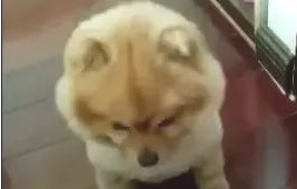 主人一说“馒头”,狗狗立即喊“嗷”,太逗了!