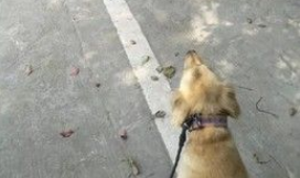 迷路金意外客串警犬 狂吠偷车贼帮忙逮人