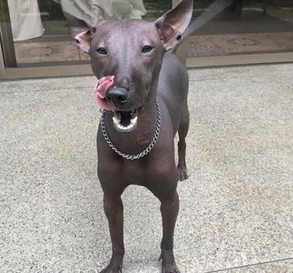 一只乌黑的无毛犬,被误认为是一件艺术品雕像,网友:傻傻分不清