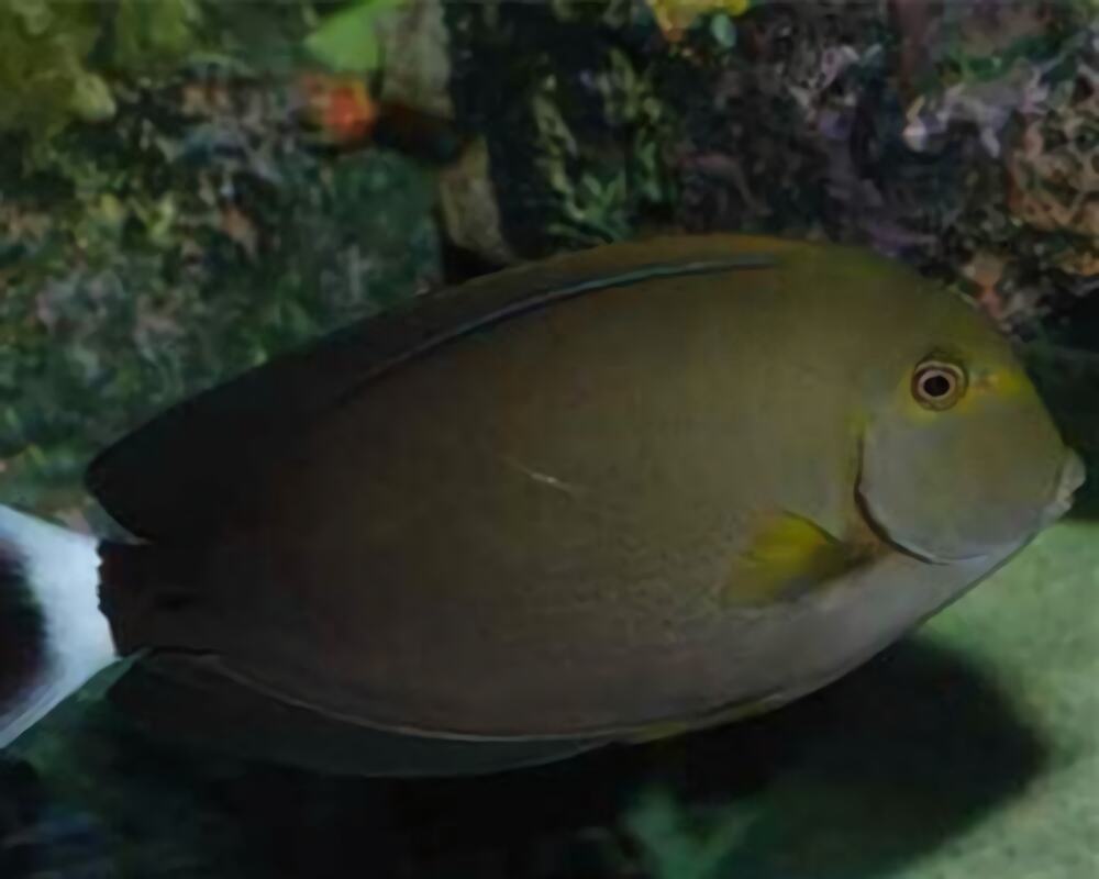 白鳍黑吊身份信息