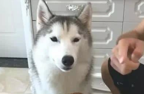 主人让二哈看管烤鸭,小金毛狗狗回来偷食,二哈:这锅我并不背