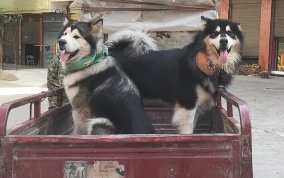 阿拉斯加犬进山玩儿,一天一夜没回家,主人家用三轮车将其拉回