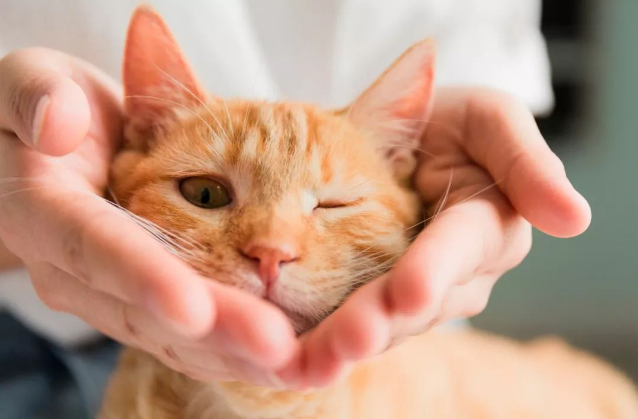 猫狗不感染人类新冠病毒,请善待其他生命!