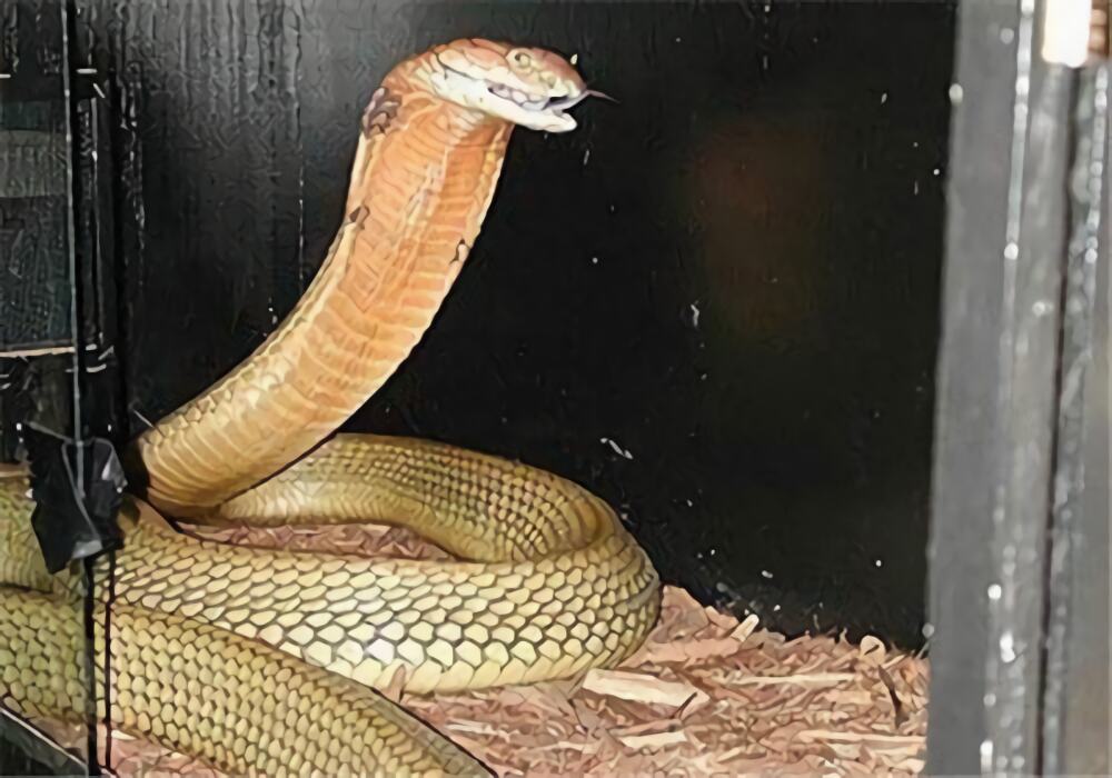 帝皇眼镜蛇王身份信息