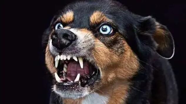 注意!铲屎官别忽视了,这都是狗狗得“狂犬病”的征兆
