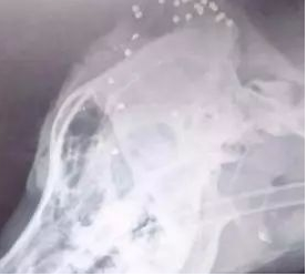 狗狗彻夜未归,被发现时中100多个BB弹,主人心都碎了!