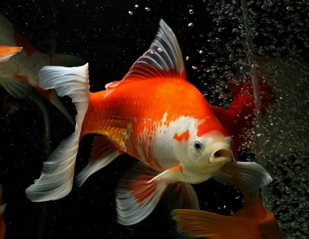 红白草金鱼身份信息