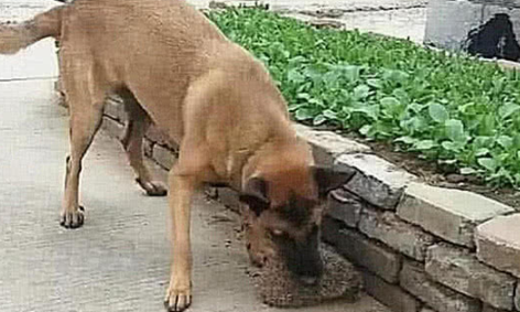 主人带狗狗外出,没走多长时间就叼回一个东西,主人一看开心坏掉