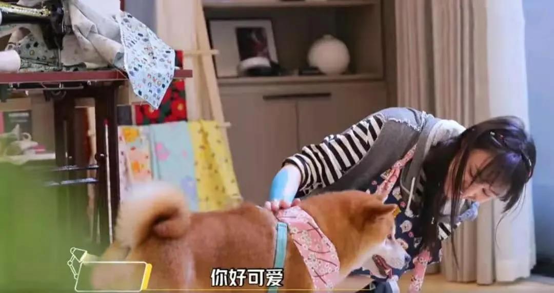 分手就弃养?狗狗做错了什么!我劝这类人还是别害狗了吧!