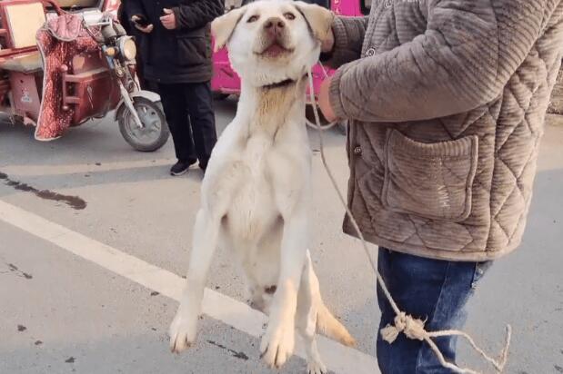 620块被卖的拉布拉多开心地跟着狗贩走,狗主:不是熟人这价我不会给你