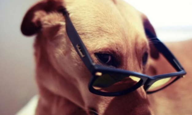 狗狗突然“坏”起来，可能是青春期到了