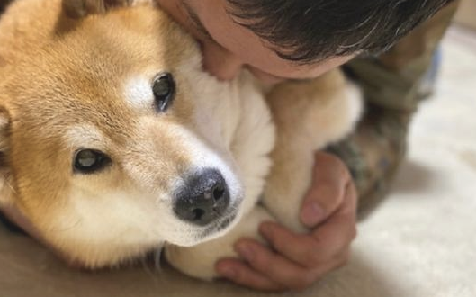 主人趴到柴犬的身上吸它,没想到它也一脸享受小表情:相互配合你演戏!
