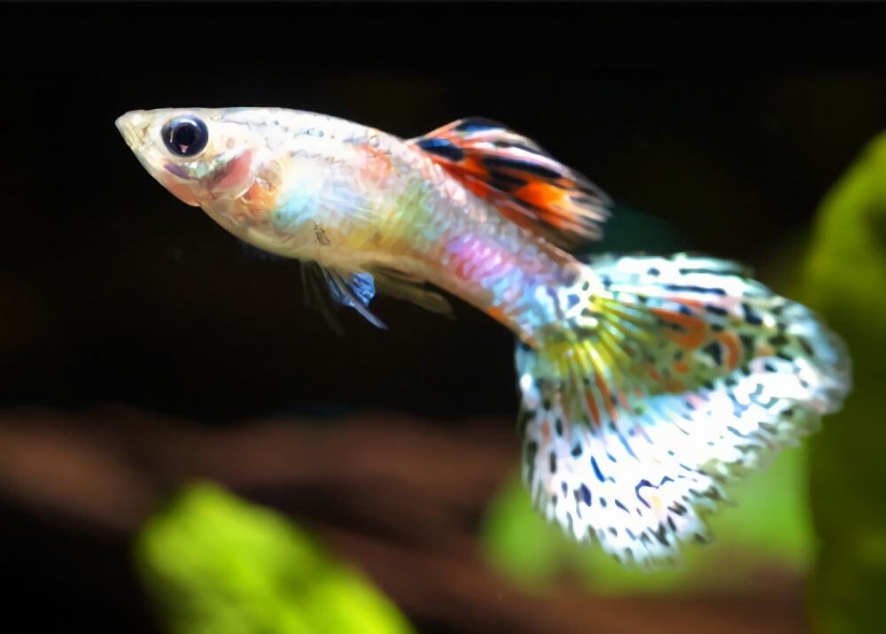 孔雀鱼身份信息