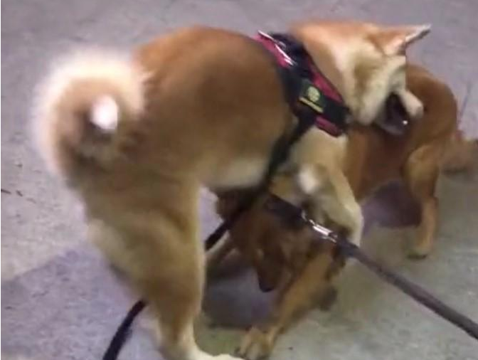 宠物犬子打架斗殴输掉,赖在地面上不动,非得主人给它复仇