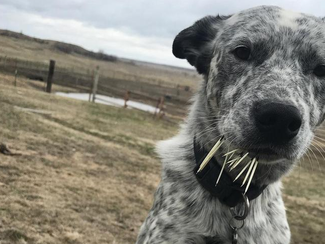 非洲“平头哥”狗狗所向披靡？NO！