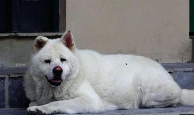 主人离世已三年,秋田犬依然在老地方等待
