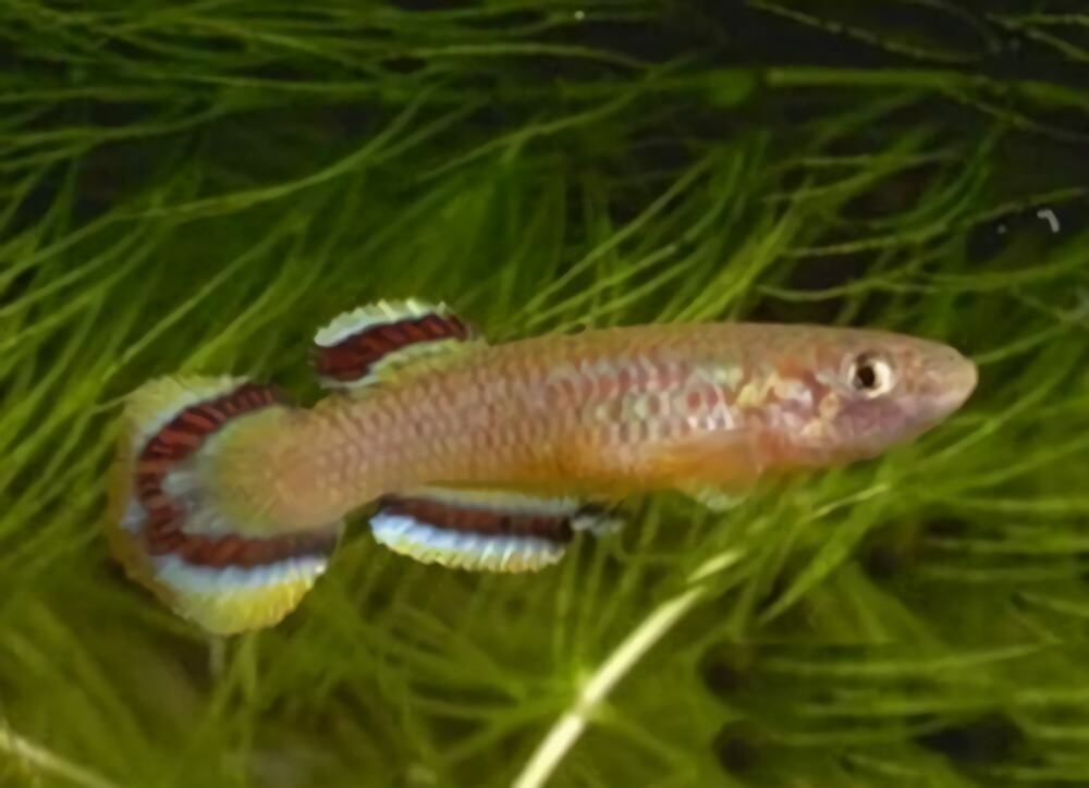 爱琴鱼身份信息