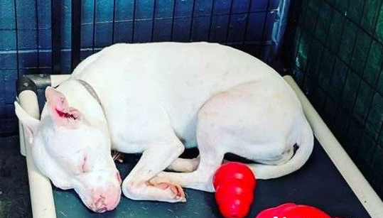 受虐比特犬被收养后 每天都深情凝视主人
