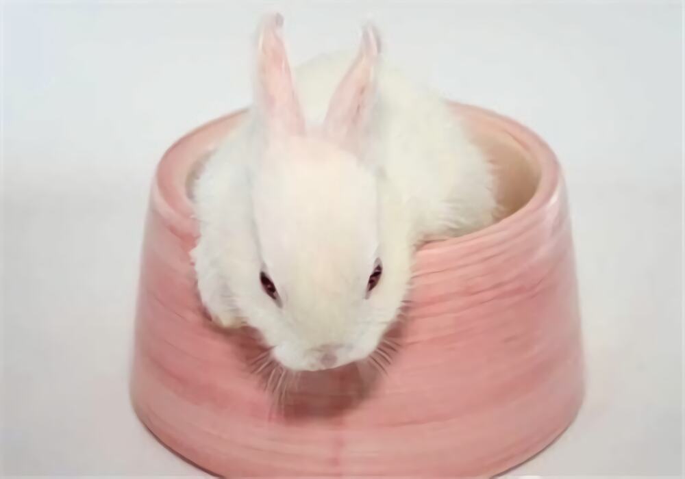 比华伦兔身份信息