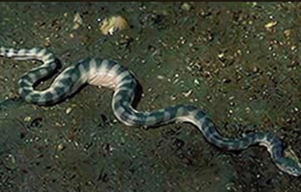 贝尔彻海蛇身份信息