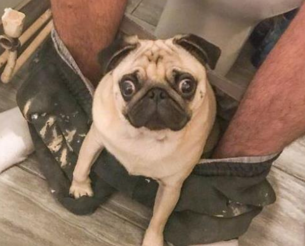 狗狗对你忠不忠心,就看它对你有没有做过这6件事