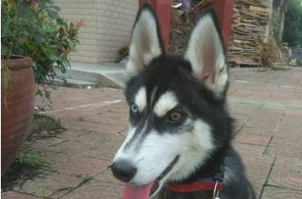 二哈把巴哥犬办了,生下的崽丑哭了,狗狗:长成这样是我的错吗?