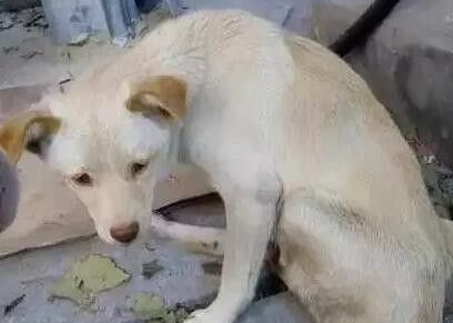 流浪狗妈独自喂养四孩子 腿伤仍坚持觅食