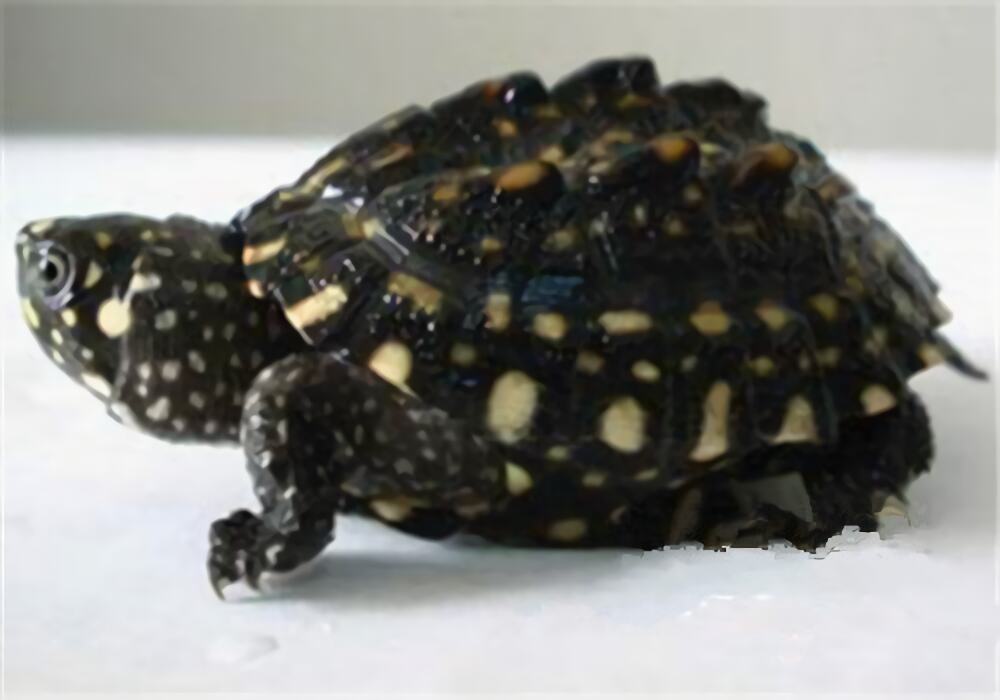 哈米顿氏龟身份信息