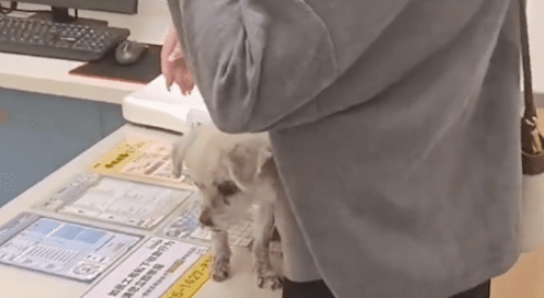 捡到生病的流浪狗手术费要上万,医院愿意无偿做,但条件令人不解