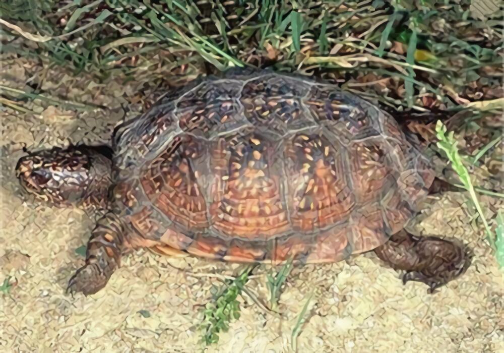 海岸箱龟身份信息