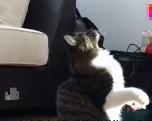 一只猫被一只二哈养大,但猫觉得自己是只狗