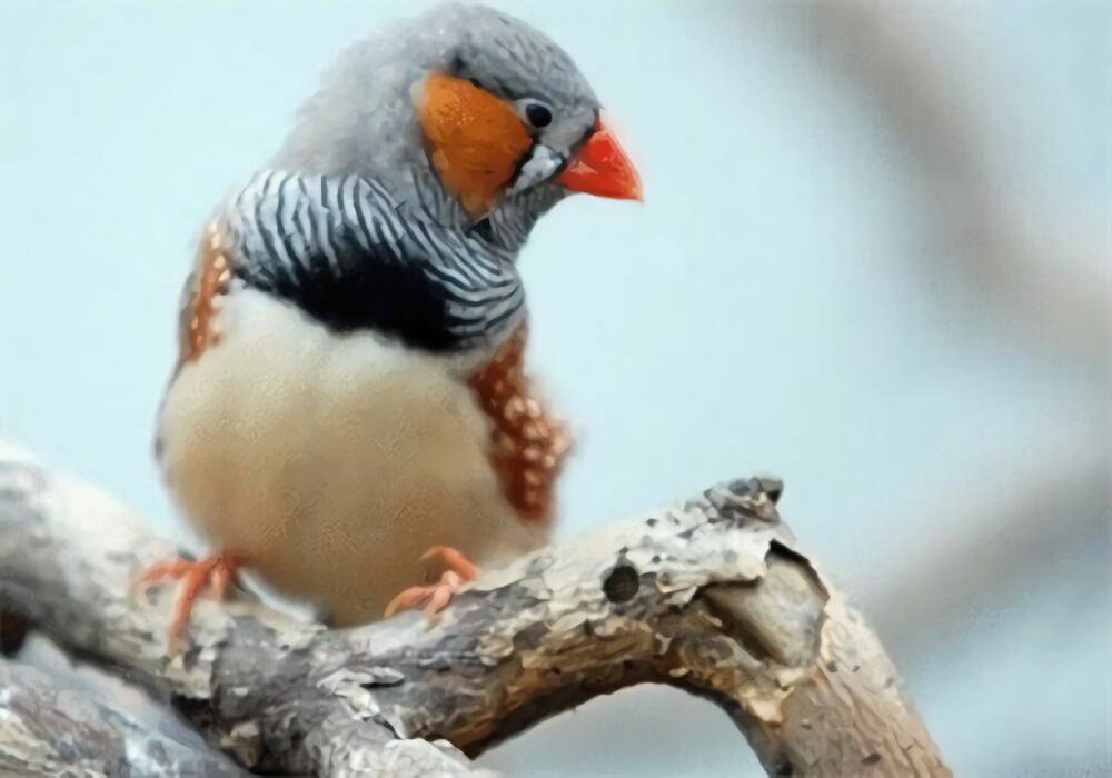 金山珍珠身份信息